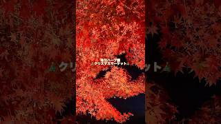 クリスマスマーケット🎄布引ハーブ園🌿 #クリスマスマーケット #布引ハーブ園 #デートvlog #おすすめ