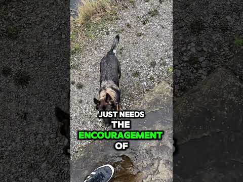 Confidence Test: Asking a German Shepherd to Climb