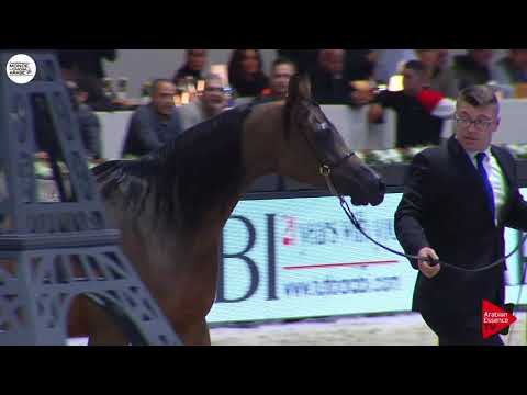 N.71 POTENTILLA - Paris 2018 - Senior Mares (Class CM 3B)