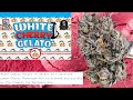 BACKPACKBOYZ in FLORIDA - White Cherry Gelato STRAIN REVIEW