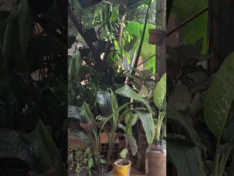 Muita chuva em campo florido, Minas Gerais.