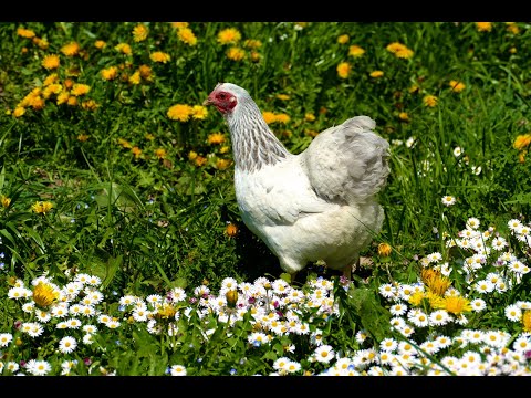 26.  SUPERFOOD  für HÜHNER