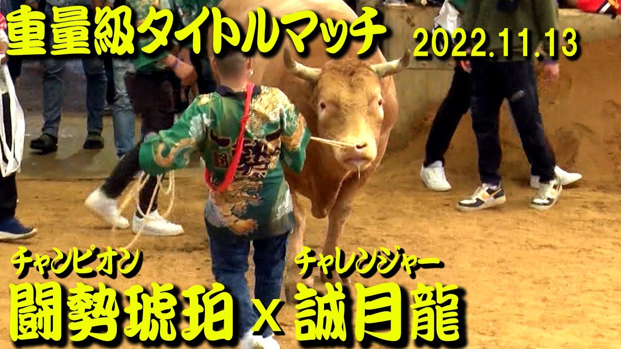 闘勢琥珀ｘ誠月龍 （重量級タイトルマッチ）2022.11.13　【沖縄闘牛】