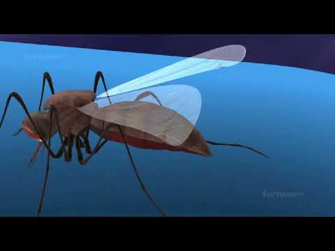 life cycle of malaria paracite in female anaphillies mosquito