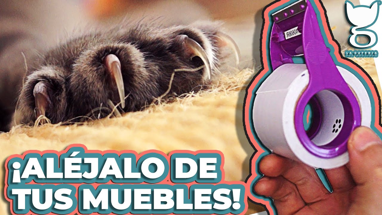 COMO EVITAR QUE MI GATO ARAÑE LOS MUEBLES! | LA GATERÍA TV