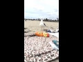Steven Seagull Those Are Not Your Cheetos