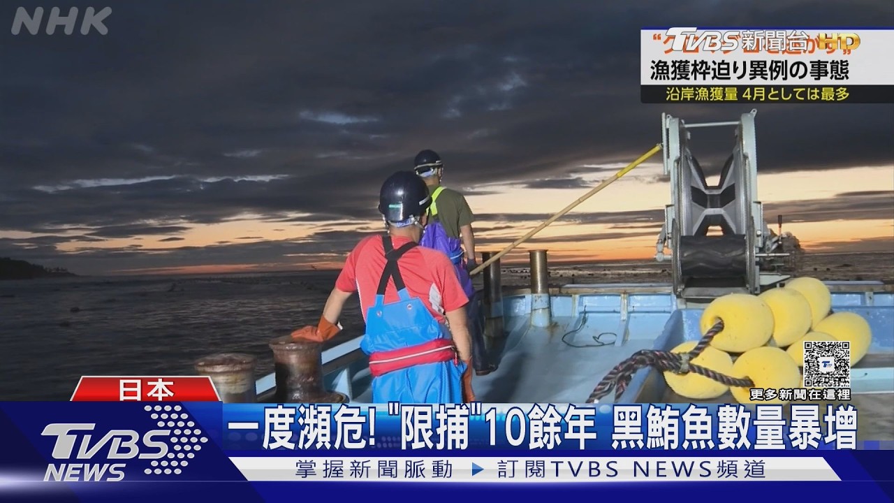 影音/抓到也得放生! 日本黑鮪魚捕獲量爆增 受保育限制難上餐桌