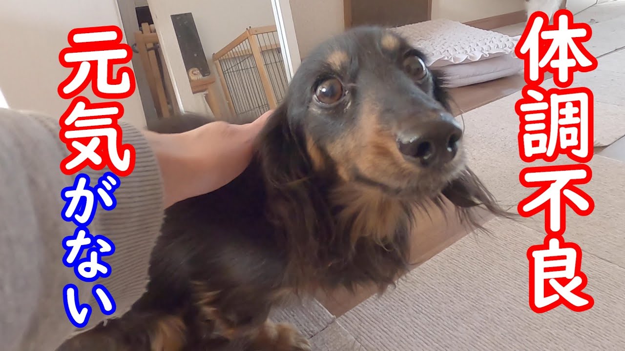 体調が悪い愛犬を心配する猫のななこがこちらです【愛犬の体調についてご報告】【保護猫／犬】