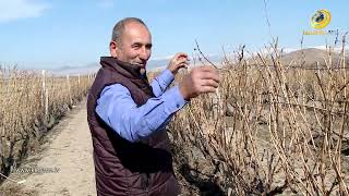 Գյուղացուն թողել են մենակ, բայց քաղա՛քն էլ, գյո՛ւղն էլ, երկի՛րն էլ պահողը գյուղացին է. նոյակերտցի