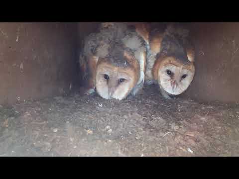 Barn Owl Fledges