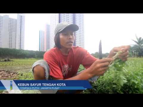 Kebun di Tengah Kota Kebun di Tengah Kota