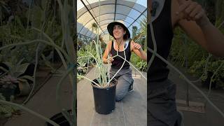 Blue Pedilanthus Succulent Care & Growing Tips