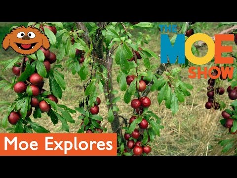The Moe Show: Moe Explores — Orchard