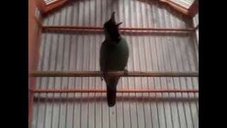 Download lagu cucak ijo jember gacor mp3