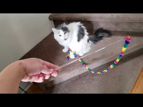 Cat Charmer Wand Toy Review I Playing With Your Cat is Important