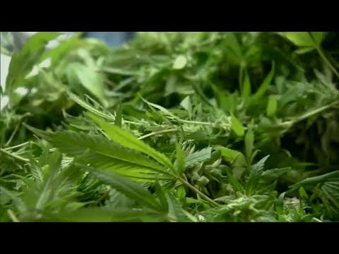 NJ Medical Marijuana