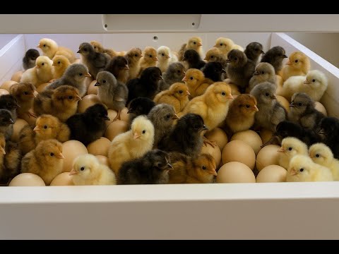 21 Days. 120 Eggs. Watch the Moment They Finally Hatch! 🐥