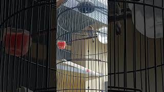 Download lagu Burung Kemade Gacor full isian #kemade #burungkemade #kemadegacor mp3