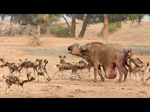 Wild Dogs Pop Huge Pimple on Buffalo