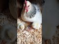 Baby Chick Hatching! 🐣
