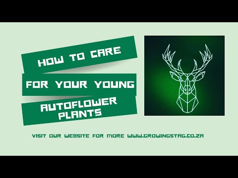Step-by-Step guide on caring for your 2 week old Autoflower plants. We will update on later weeks!