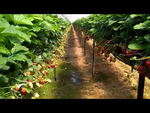 Truskawka Colworth Farm 06-06-2018