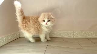 スコティッシュフォールドの動画01