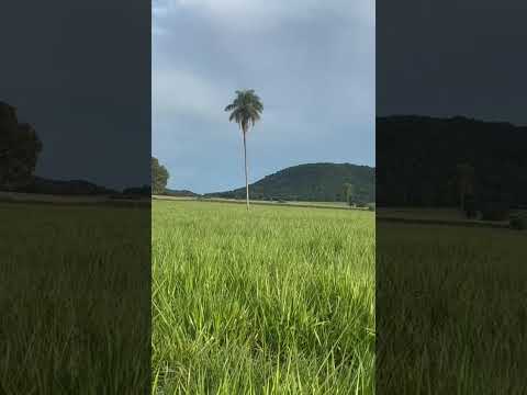 Chácara à venda em Mirassol D’Oeste – MT