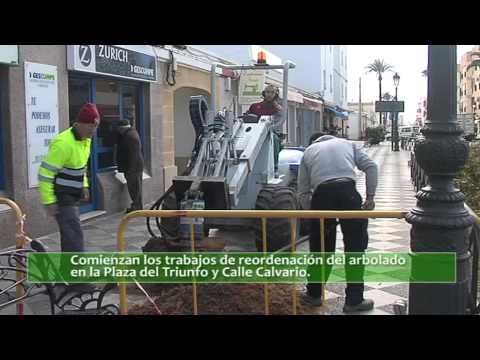Comienzan los trabajos de reordenación del arbolado en la Plaza del Triunfo y Calle Calvario