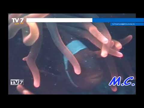 Tv7 con Voi del 20/6/2019 - Andiamo nelle isole Salomone (3 di 3)