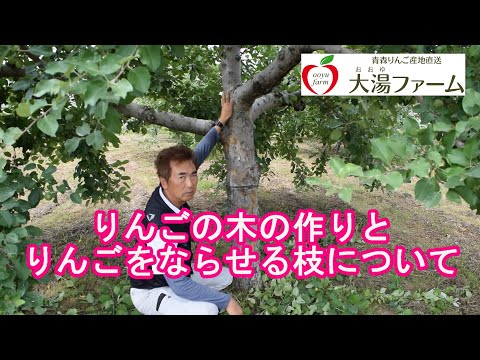 ダミーのためのリンゴの木の剪定 大きなリンゴがいつ豊作になるのか