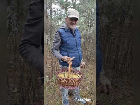 Berba gljiva u ukrajini