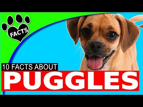 image-What dogs go well with puggles?