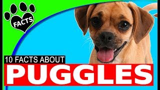 Top 10 Facts About Puggles - Pug Poodle Mix Designer Dogs 101