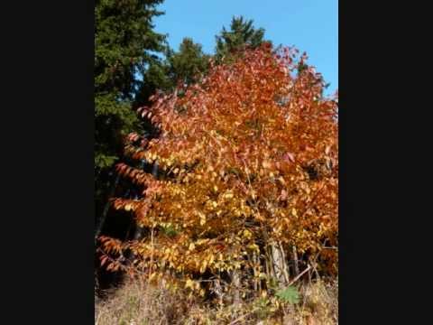 JGMProject - Fall's Sun