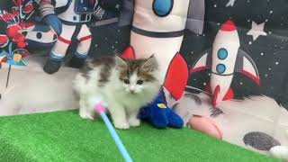 ノルウェージャンフォレストキャットの動画01