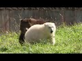 The Importance Of The Special Bond Between Bear Cubs At Detroit Zoo