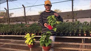 V&iacute;deo do produto