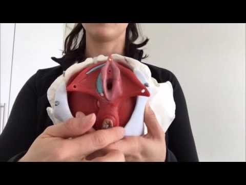 Where is the pelvic floor