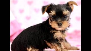 Video preview image #1 Yorkshire Terrier Puppy For Sale in RONKS, PA, USA