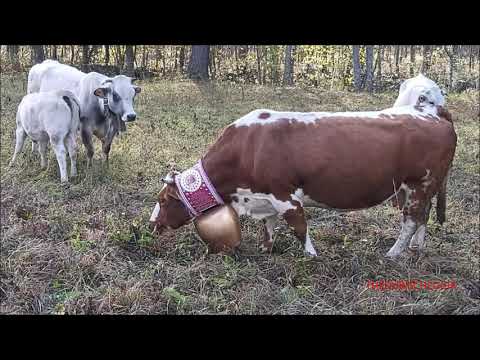 MOSTRA DEL BESTIAME ALLA FIERA DI S. MARTINO A CASTELDELFINO (CN) VALLE VARAITA. DOM. 18 - 10 - 2020