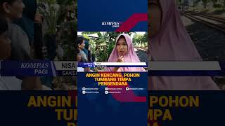 Download lagu Sidoarjo Mencekam, Pohon Tua Tumbang Diterjang Angin Kencang dan Timpa Pengendara Jalan mp3