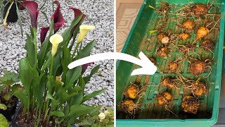 How to Overwinter Calla Lilies :   Calla Lily Care Bulbs For Storage