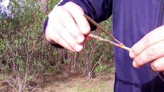 Download lagu BIRD TRAPPING TUTORIAL - Applying Glue to Sticks mp3 Download lagu BIRD TRAPPING TUTORIAL - Applying Glue to Sticks mp3