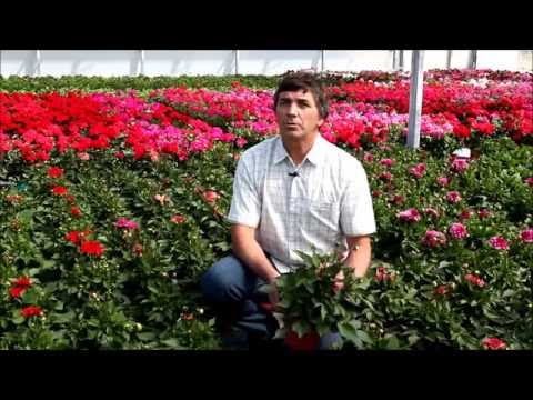 comment augmenter hygrometrie