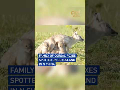 Family of corsac foxes spotted on grassland in N China