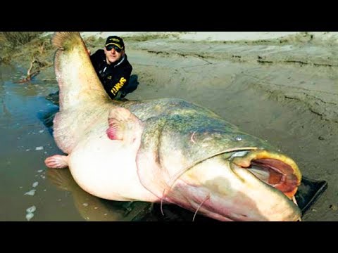 The BIGGEST CATFISH In The World 😱