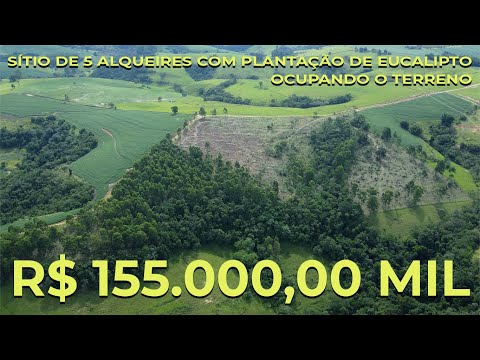 SITIO DE 5 ALQUEIRES COM PLANTAÇÃO DE EUCALIPTO E TERRA MISTA R$ 155 MIL