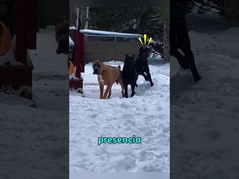 Estos Cane corso usan estrategias para enfrentar a un intruso  #canecorso #perros