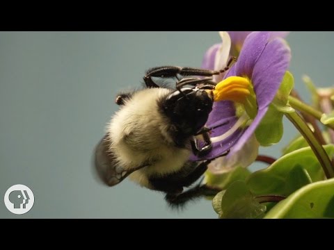 , title : 'This Vibrating Bumblebee Unlocks a Flower's Hidden Treasure |  Deep Look'